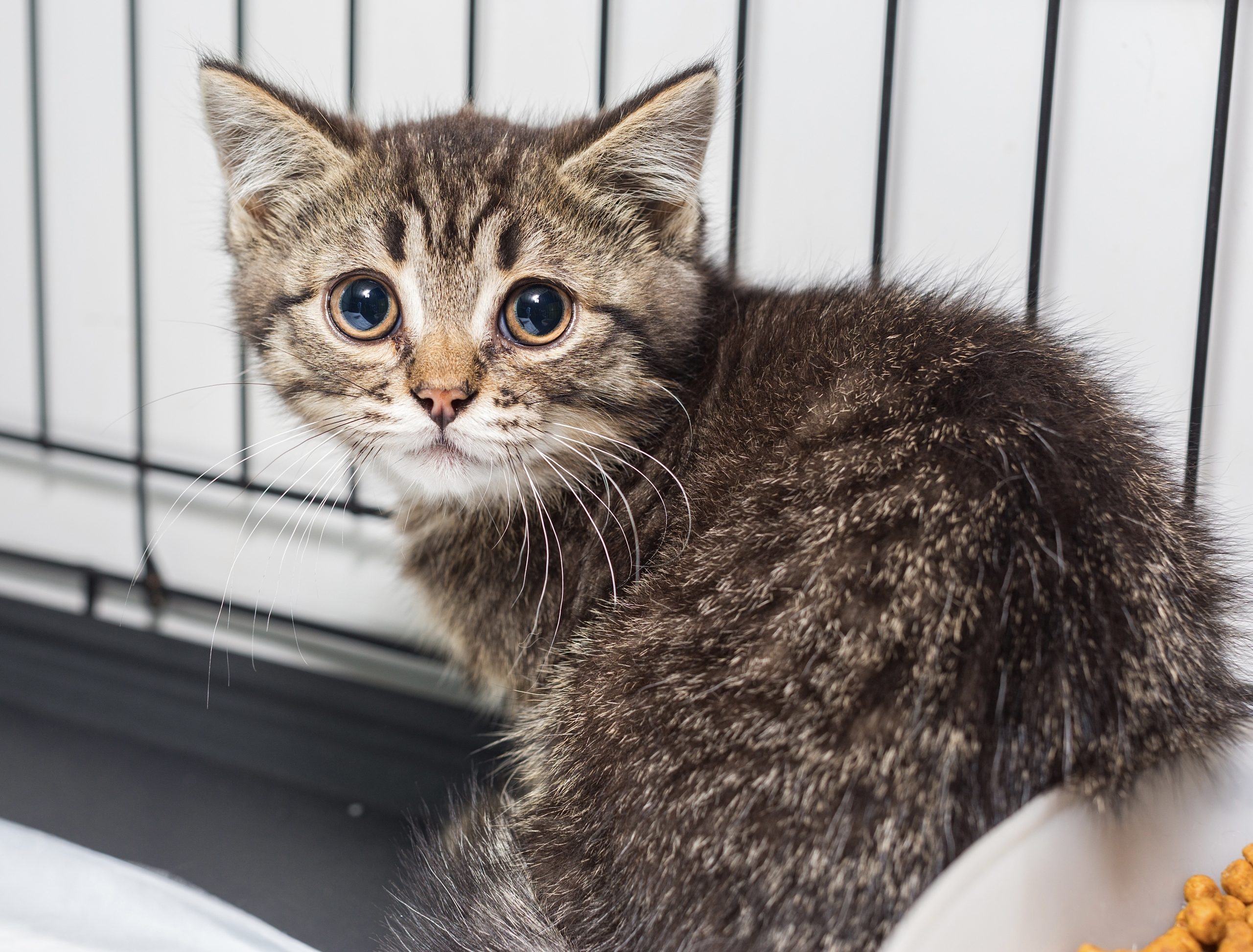 Cruelty In Canada: Investigation Uncovers Millions In NIH Funds For ...