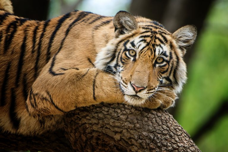 Four Tigers Dead In 12 Days Sparks Immediate Action By Bombay High Court In India