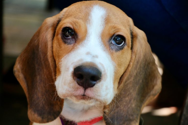 WAN Exclusive: NIH Sends $826K More To Fund Cruel Puppy Experiments At UPenn—Take Action!