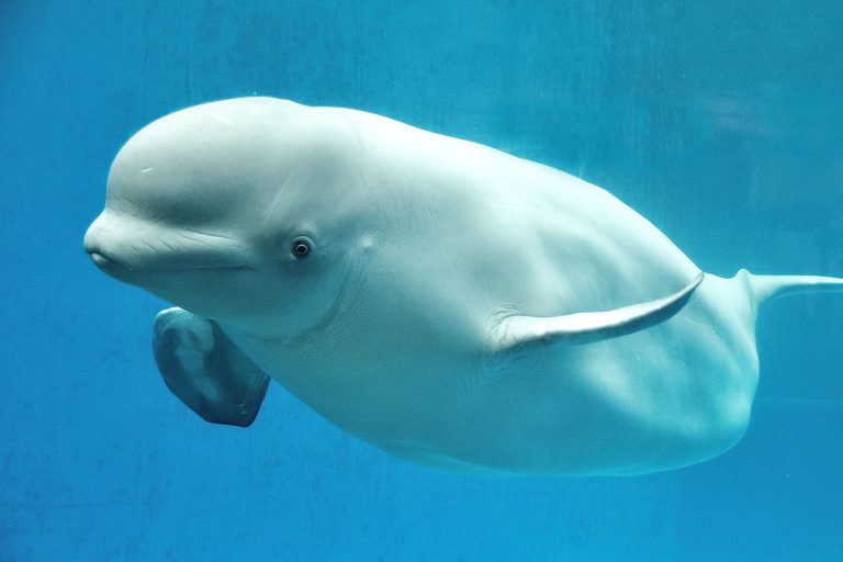 Update: Canada Conditionally Approves Marineland’s Plan To Ship 30+ Belugas & Dolphins To U.S. Facilities