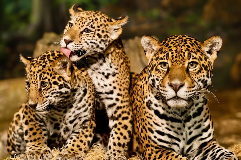 Costa Rica Reaffirms Permanent Ban On Sport Hunting, Leading Latin America In Wildlife Protection