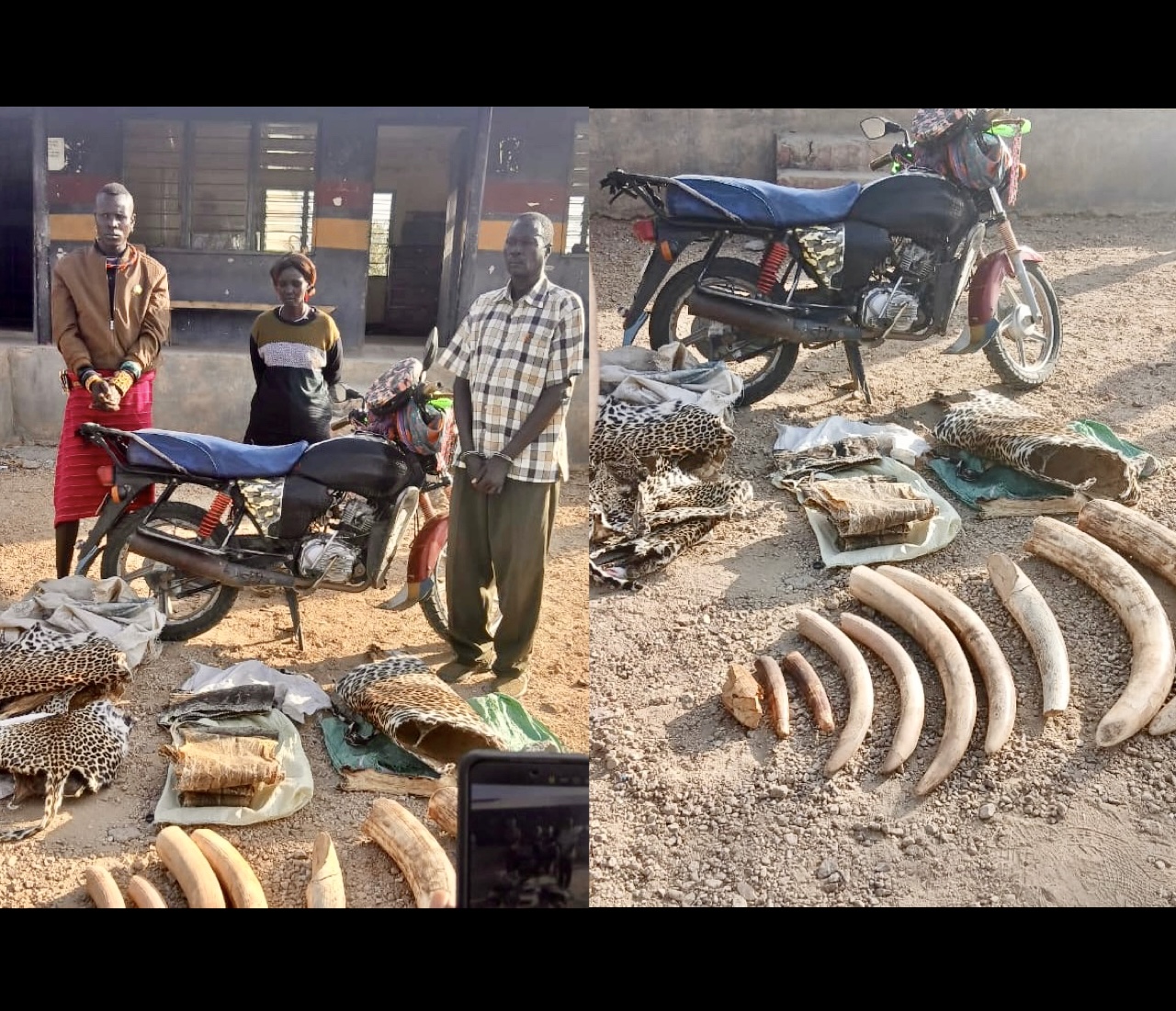 Kenya Cracks Down On Wildlife Crime: Three Arrested With Elephant Ivory ...