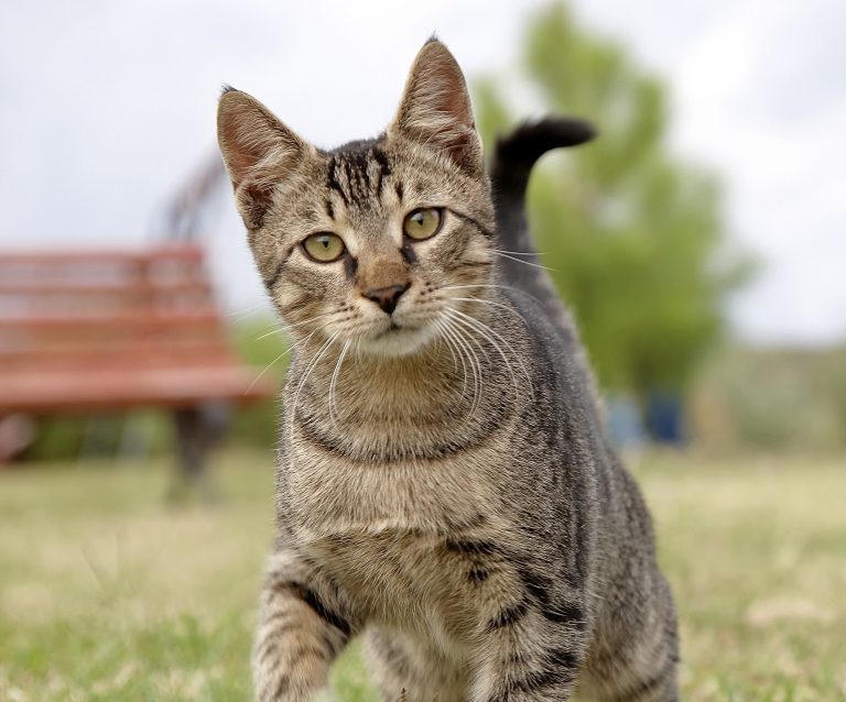New Zealand Plans To Eradicate Feral Cats, Sparking Major Global Backlash