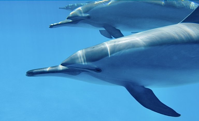 Mexico To Release 350 Dolphins To Seaside Sanctuaries Following Ban On Marine Mammal Shows