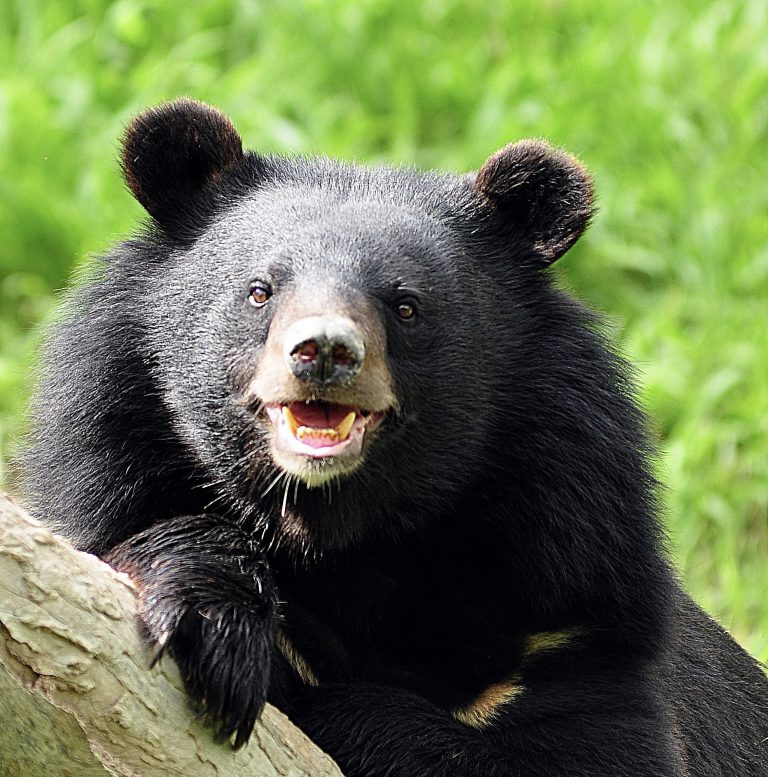 South Korea Ends Cruel Bear Bile Farming: A Historic Victory For Animal Welfare