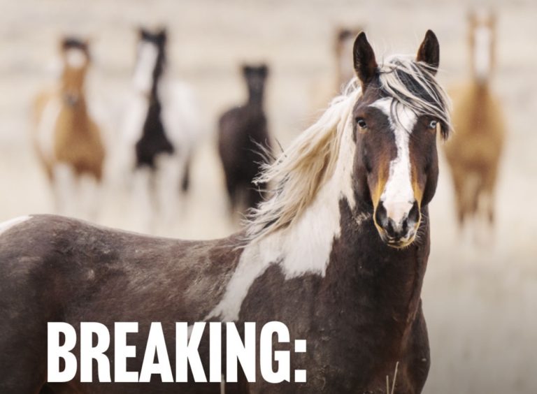 Victory For Wild Horses: House Approves $11M For Humane Fertility Control—Senate Must Act Now!