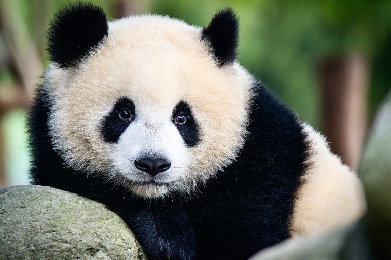 The Giant Pandas’ Remarkable Recovery: How Conservation Saved Them From Extinction