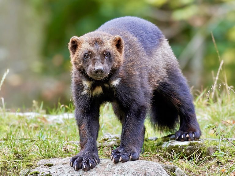 Colorado Moves Forward With Plan To Reintroduce Wolverines Back Into The Wild