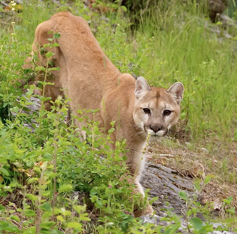 UPDATE: Saving Mountain Lions – The World’s Largest Wildlife Crossing
