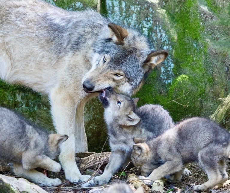 Victory For Gray Wolves: Congress Rejects Anti‑Wolf Rider In Funding Bill