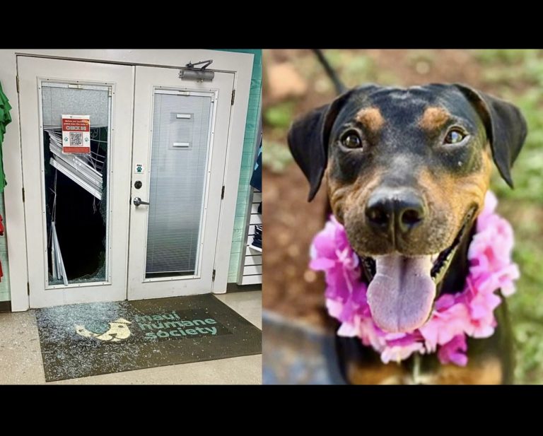 Maui Humane Society Targeted By Another Break-In In The Wake Of Lahaina Fire Recovery Efforts