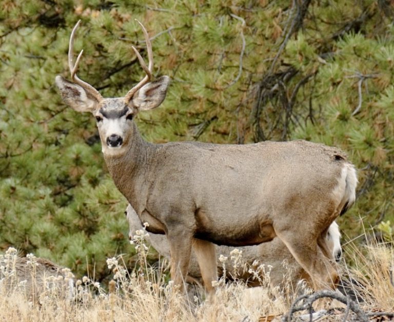 Update: Legal, Political & Public Backlash Mounts Over Plan To Eradicate Catalina Island’s Mule Deer Population