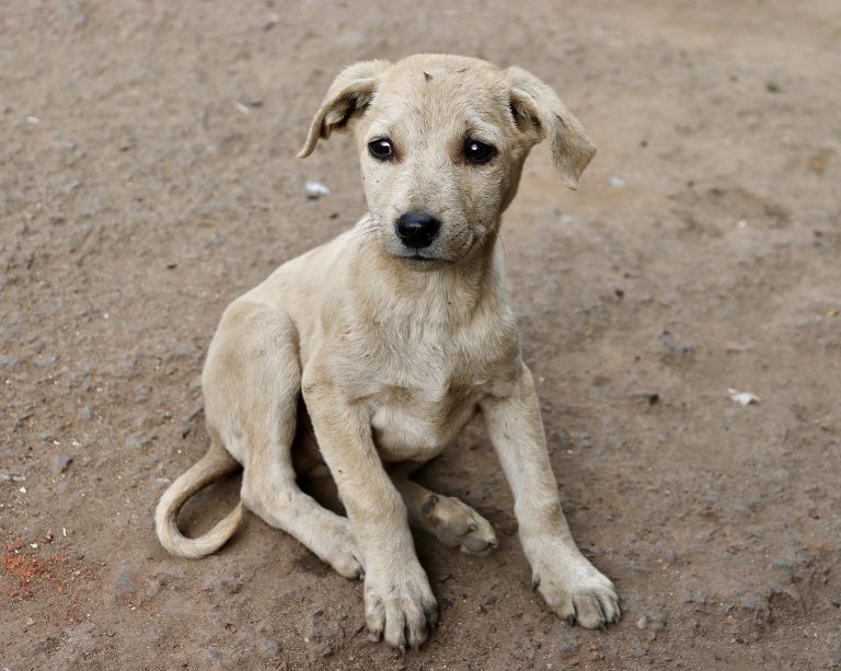 Over 1,000 Stray Dogs Reportedly Killed In Telangana, India, In A Month-Long Mass Culling