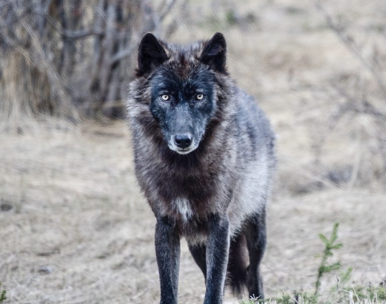 After 100 Years, A Wolf Returns To LA County: A Rallying Cry For Wildlife Protection