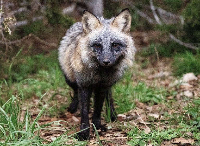 Survivors Of The Fur Trade: One Year Later, Hundreds Of Animals Thrive After Ohio Fur Farm Rescue