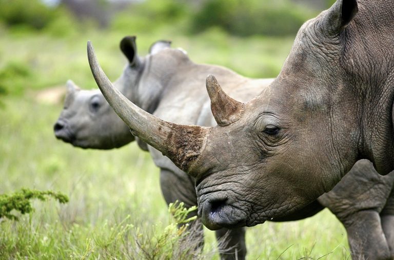 Rhino Poaching In South Africa Drops 16% in 2025 — The Battle To Save Them Rages On