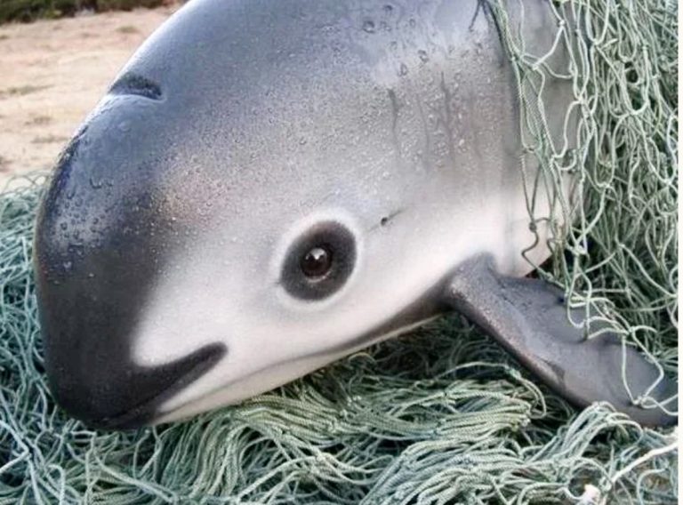 Mexico Proposes Rollback Of Vaquita Protections, Pushing The Species Closer To Extinction