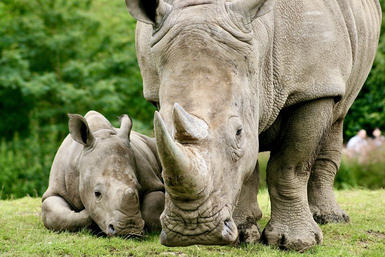 Urgent: South Africa’s Draft Hunting Quotas Threaten Rhinos, Elephants & Leopards—Your Voice Is Needed!