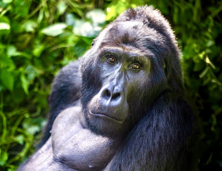 10 Gorilla Skulls & 50kg Of Pangolin Scales Seized In Major Cameroon–Nigeria Wildlife Trafficking Bust