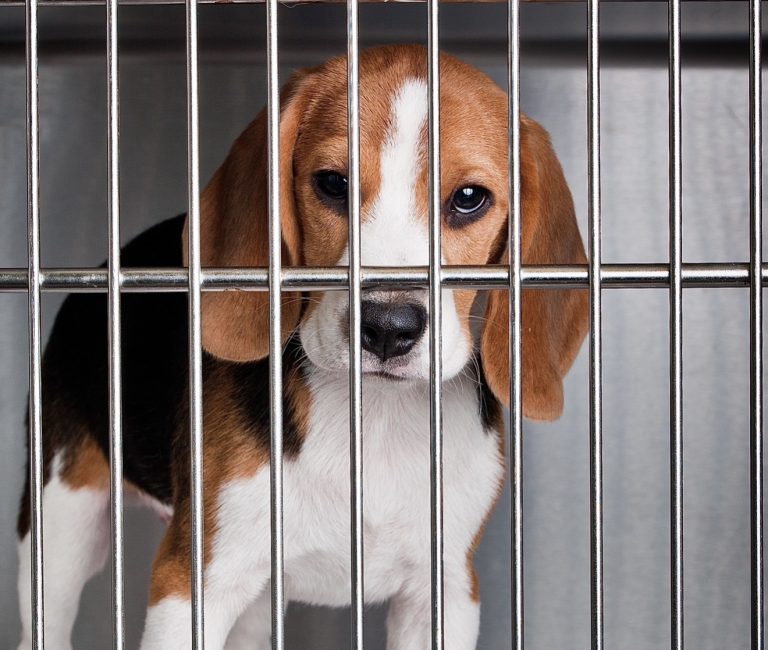 Millions Wasted On Barbaric Dog Stroke Experiments At UChicago—Urgent Action Needed!