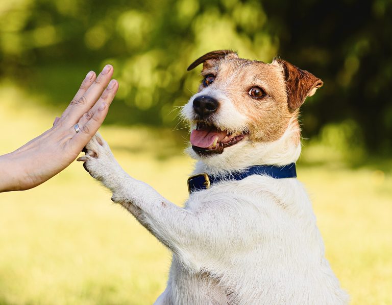 New York’s Livingston County Takes Stand Against Animal Cruelty With Animal Abuser Registry