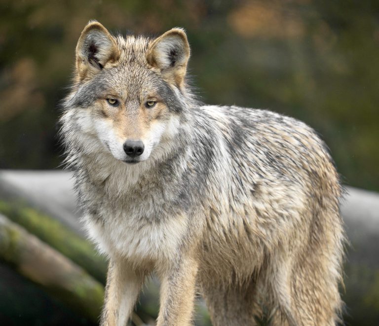 Mexican Gray Wolf Numbers Increase To 319, Yet Federal & State Killings Threaten Their Survival