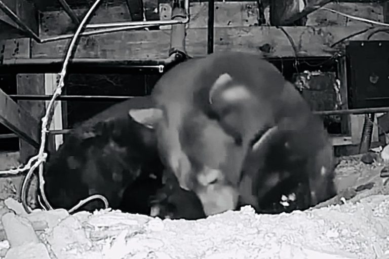 Mama Bear Named Rose Gives Birth To Triplets Beneath Lake Tahoe Cabin