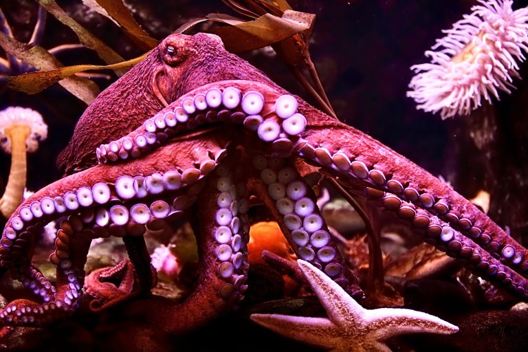 California’s Octopus Farming Ban Is In Effect, Protecting These Highly Intelligent Creatures