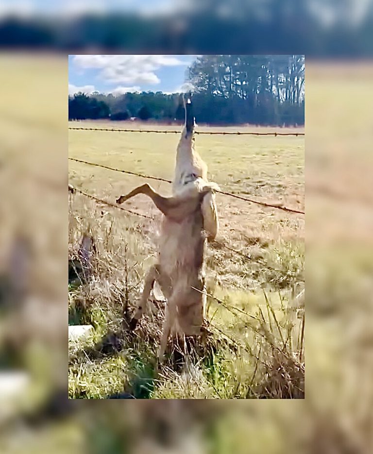 Shocking Display Of Cruelty: Multiple Dead Coyotes Hung On Fence In Georgia Sparks Community Outrage
