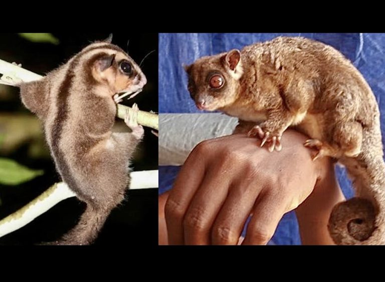Rediscovered After 6,000 Years: Two Species Thought To Be ‘Extinct’ Found In West Papua