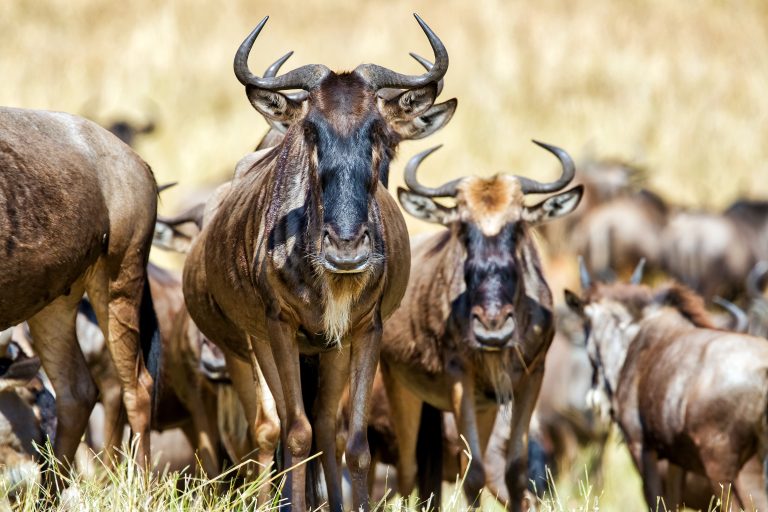 Kenyan Court Dismisses Legal Challenge Against Ritz-Carlton Safari Camp Over Great Migration Concerns