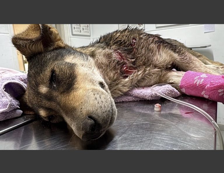 Israel’s Largest Animal Welfare Organization Launches $136,000 Emergency Campaign Amid Ongoing War
