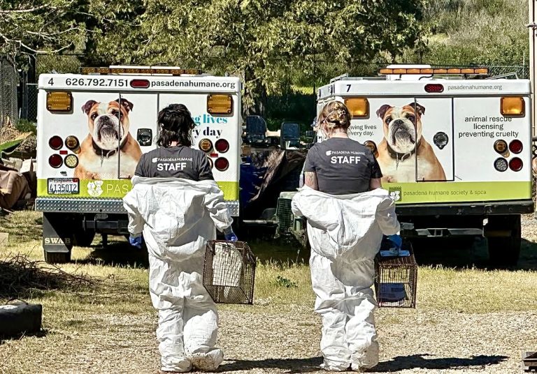 Nearly 700 Dogs And Cats Rescued In Potentially Largest Animal Seizure In U.S. History