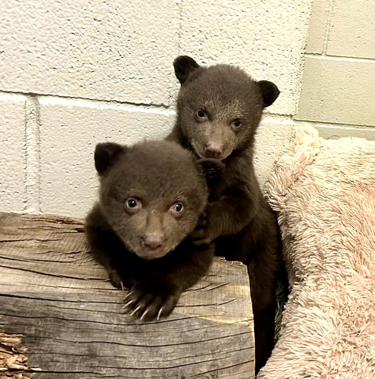 Orphaned Monrovia Bear Cubs Receive Care At San Diego Humane Society’s Ramona Wildlife Center
