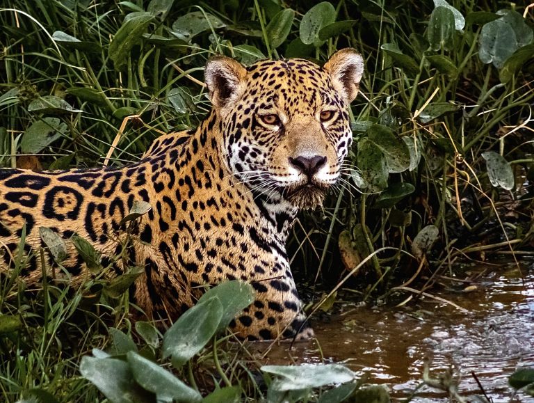 130+ Countries Unite To Protect Migratory Wildlife From Extinction At UN Wildlife Summit