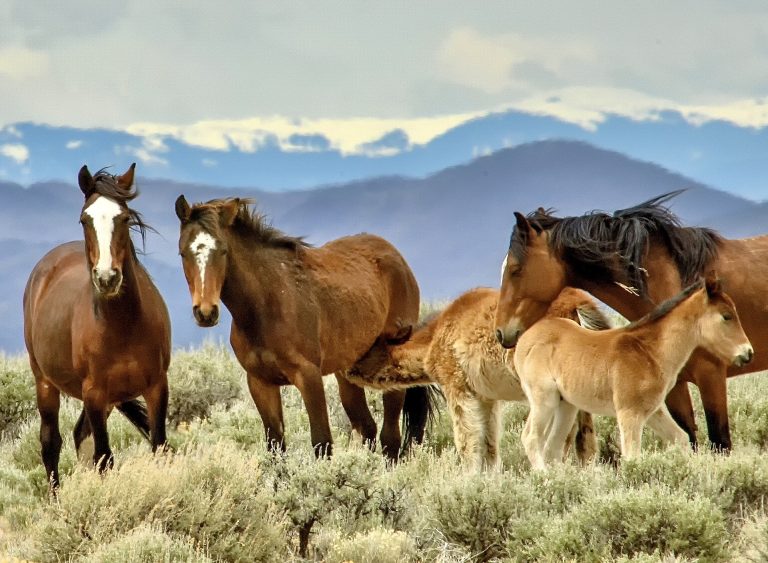 Record 91 Lawmakers Push To End Cruel Wild Horse Helicopter Roundups & Call For Wider Overhaul
