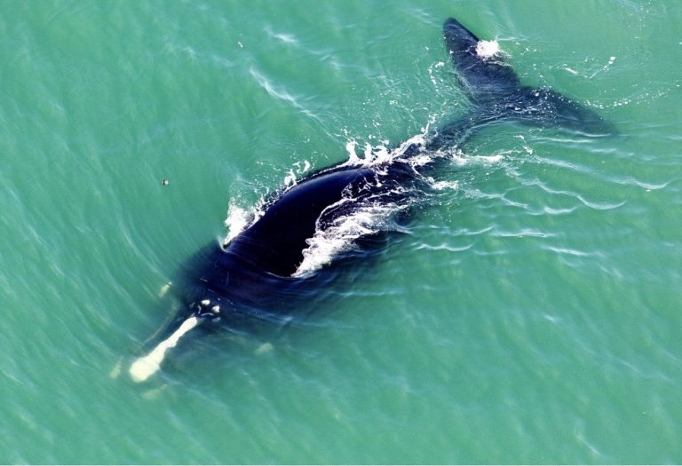 Endangered Species Win In Court Yesterday; Gulf Oil Exemption Approved Today