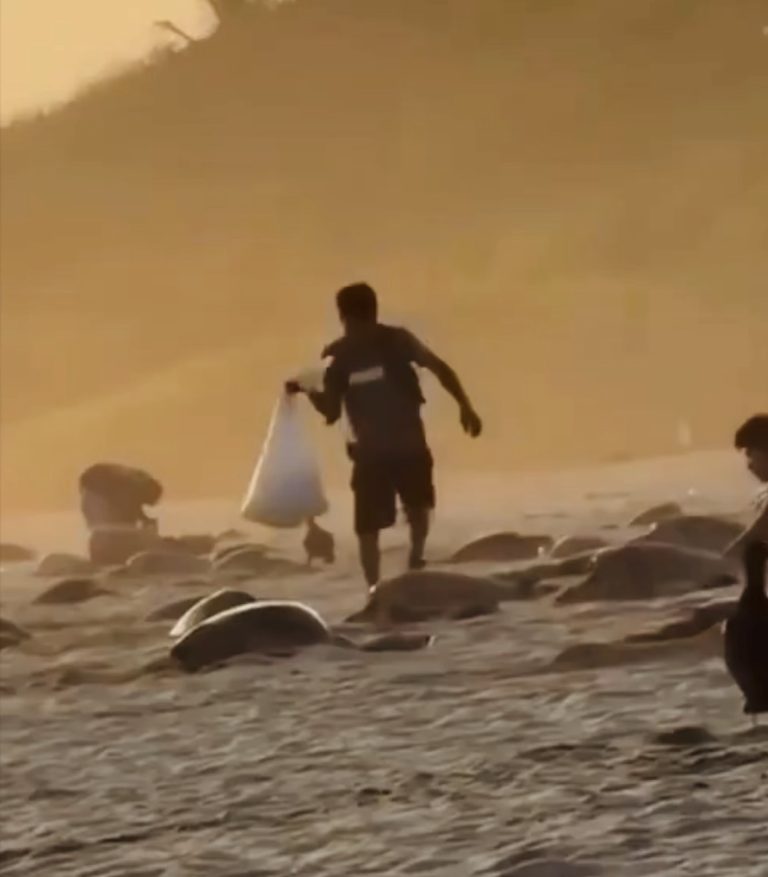 Disturbing Video Shows Sea Turtle Eggs Looted At Playa Escobilla Sanctuary In Mexico