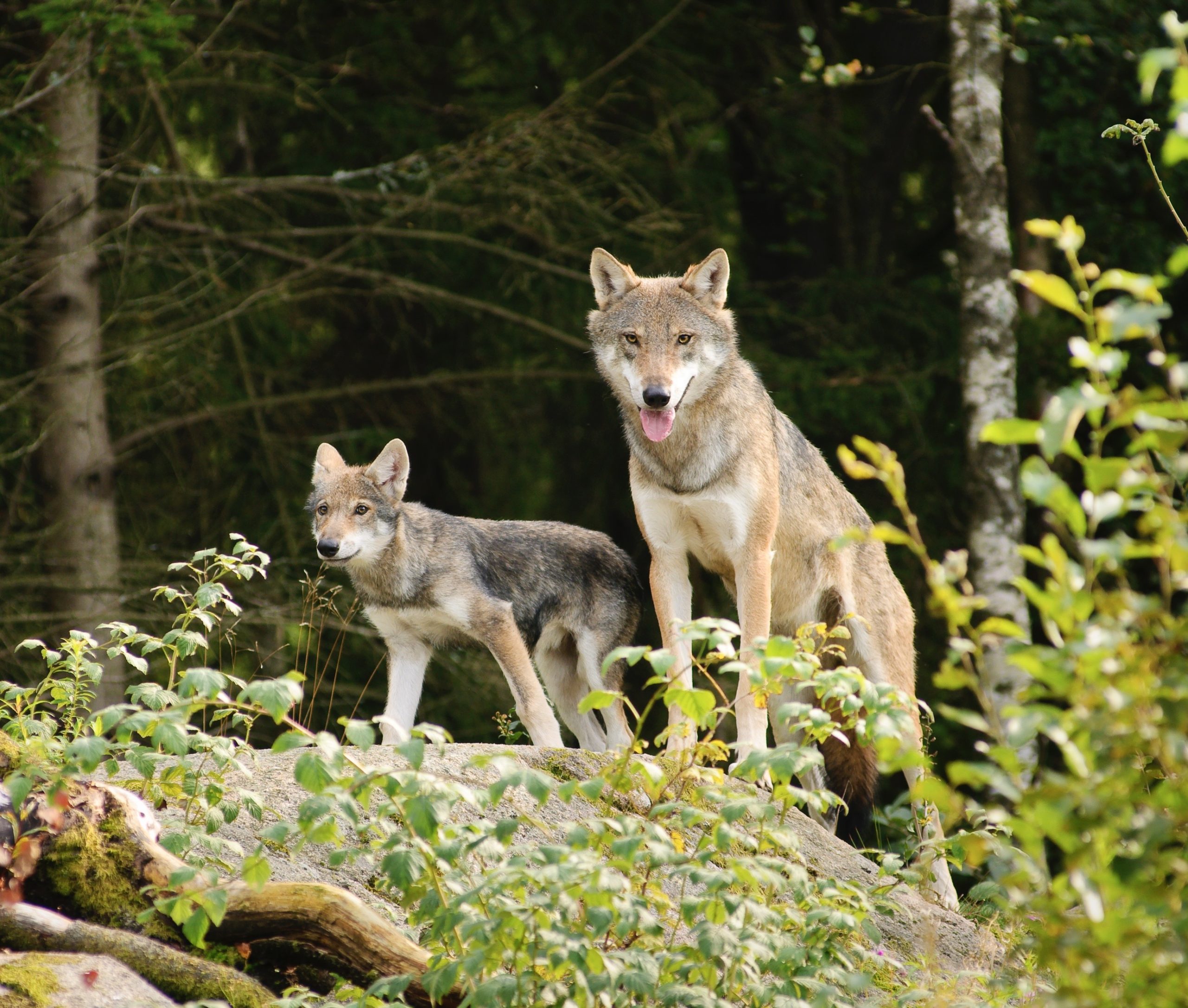 Wolf Roots A Historic First: Ancient Redwoods To Take Root At LA County Wolf ...