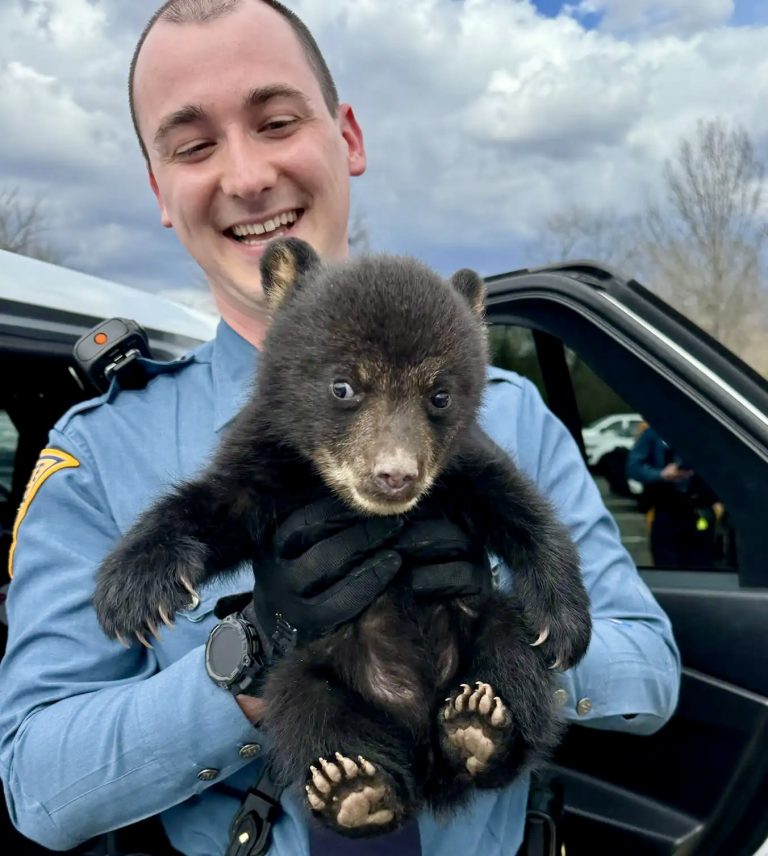 Adorable Bear Cub Rescued From Busy New Jersey Highway By State Troopers