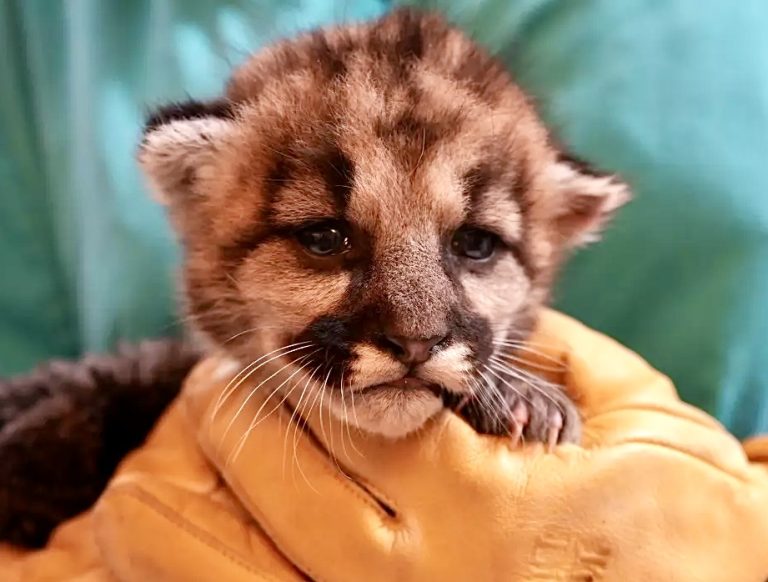 WAN Exclusive: Inside The Care Of Three-Week-Old Mountain Lion Cub Crimson Rescued In SoCal