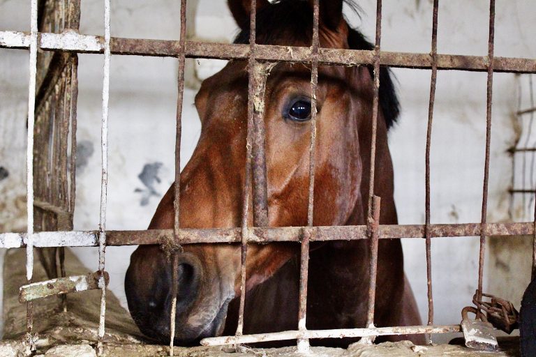 WAN Exclusive! From Racetrack To Research Lab: Retired Racehorses Abused In New NIH Experiments 