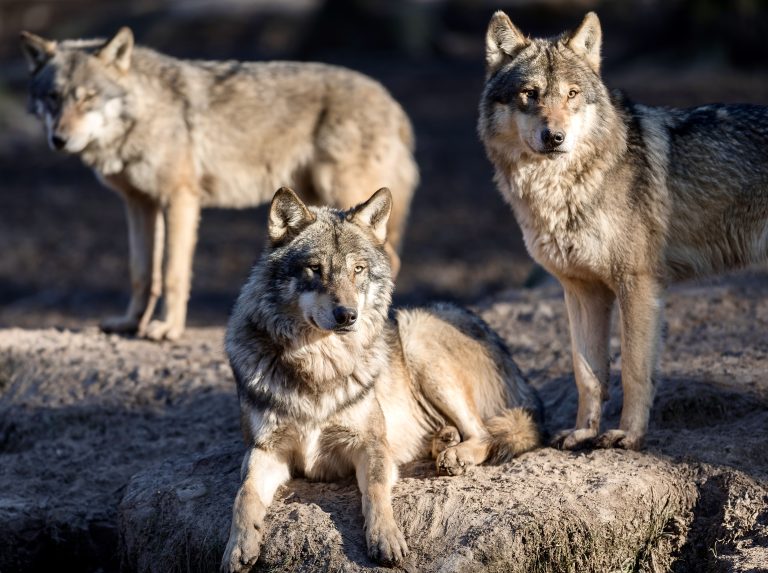 UK Wildlife Park Euthanizes Entire Wolf Pack: Was This A Preventable Tragedy?