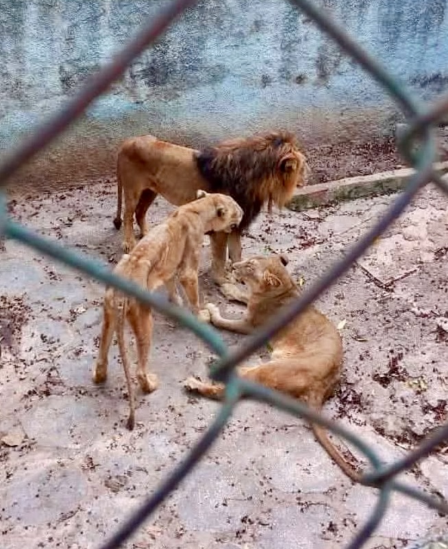 Cuba’s Growing Economic Crisis Leaves Lions Emaciated And Suffering In Cuban Zoo