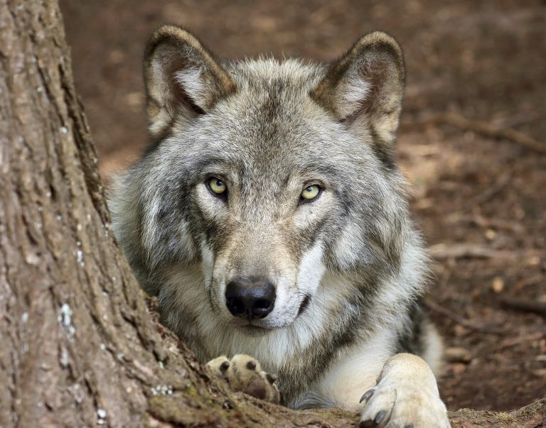 A Powerful Victory For Wolves & Wildlife: H.R. 1897 Pulled From House Vote On Earth Day