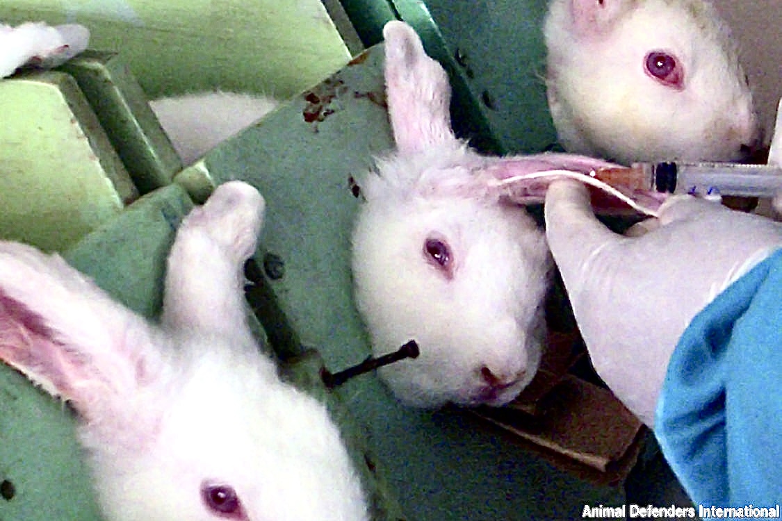 April 24 Marks World Day For Laboratory Animals: Raising Awareness To ...