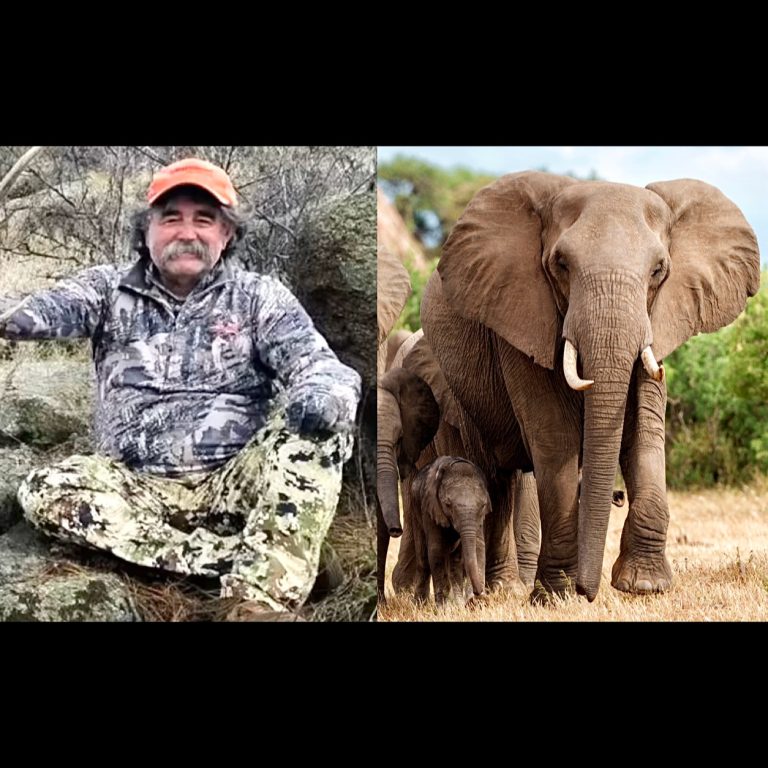 Big Game Hunter Reportedly Trampled To Death After Five Elephants Defend Their Young In Gabon