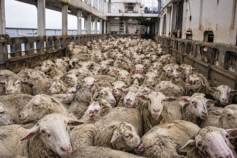 Thousands Of Sheep And Goats Drown After Live Export Ship Sinks Near Oman