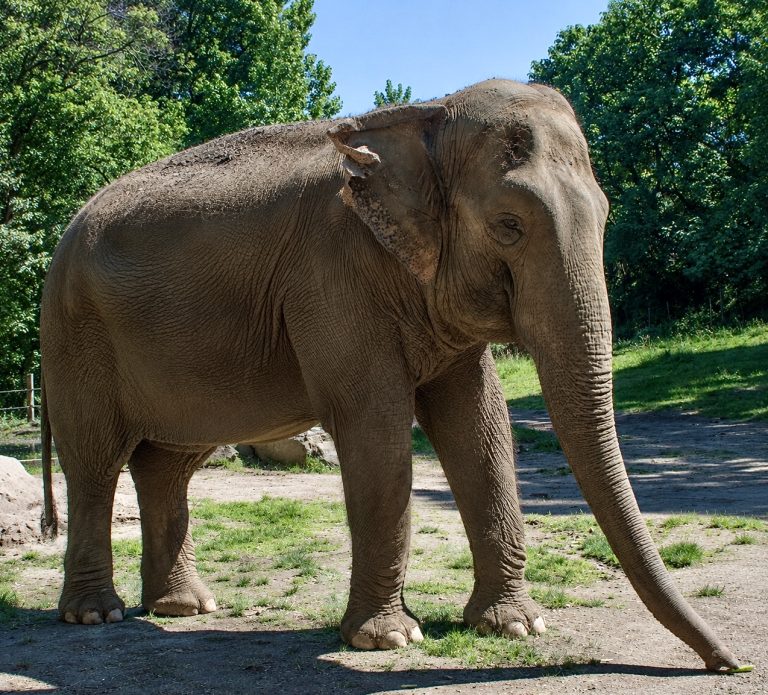 Happy The Elephant Euthanized At 55 After Spending Nearly Five Decades In Captivity