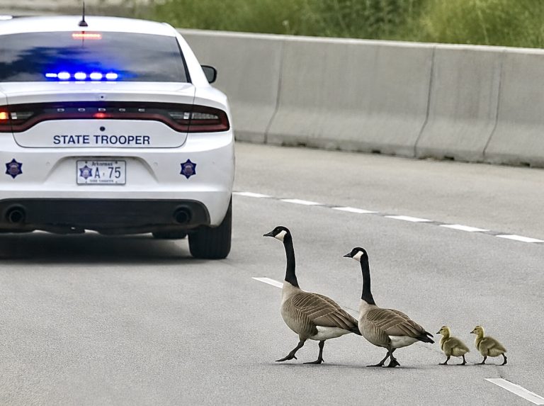 Goslings Killed After Arkansas State Trooper Drives Through Family Crossing Busy Highway